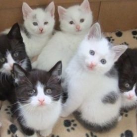 Foster-a-cat-and-litter-of-kittens