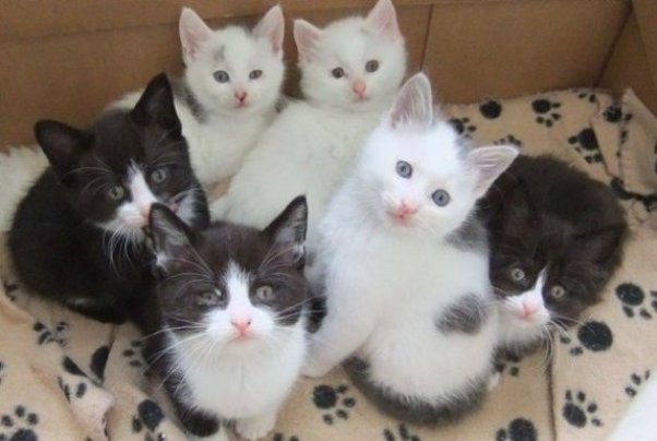 Foster-a-cat-and-litter-of-kittens