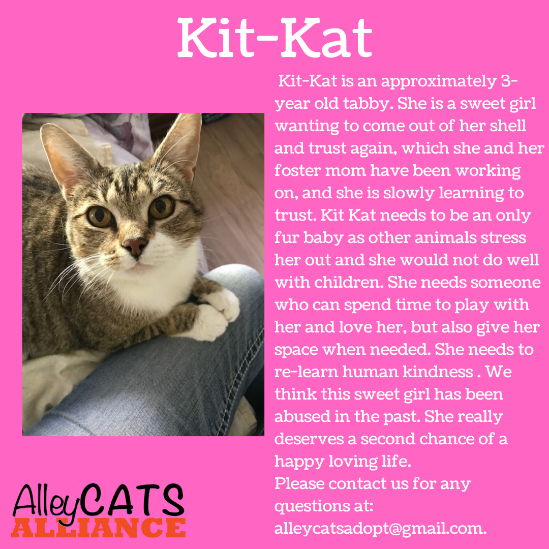 Kit-Kat (2)