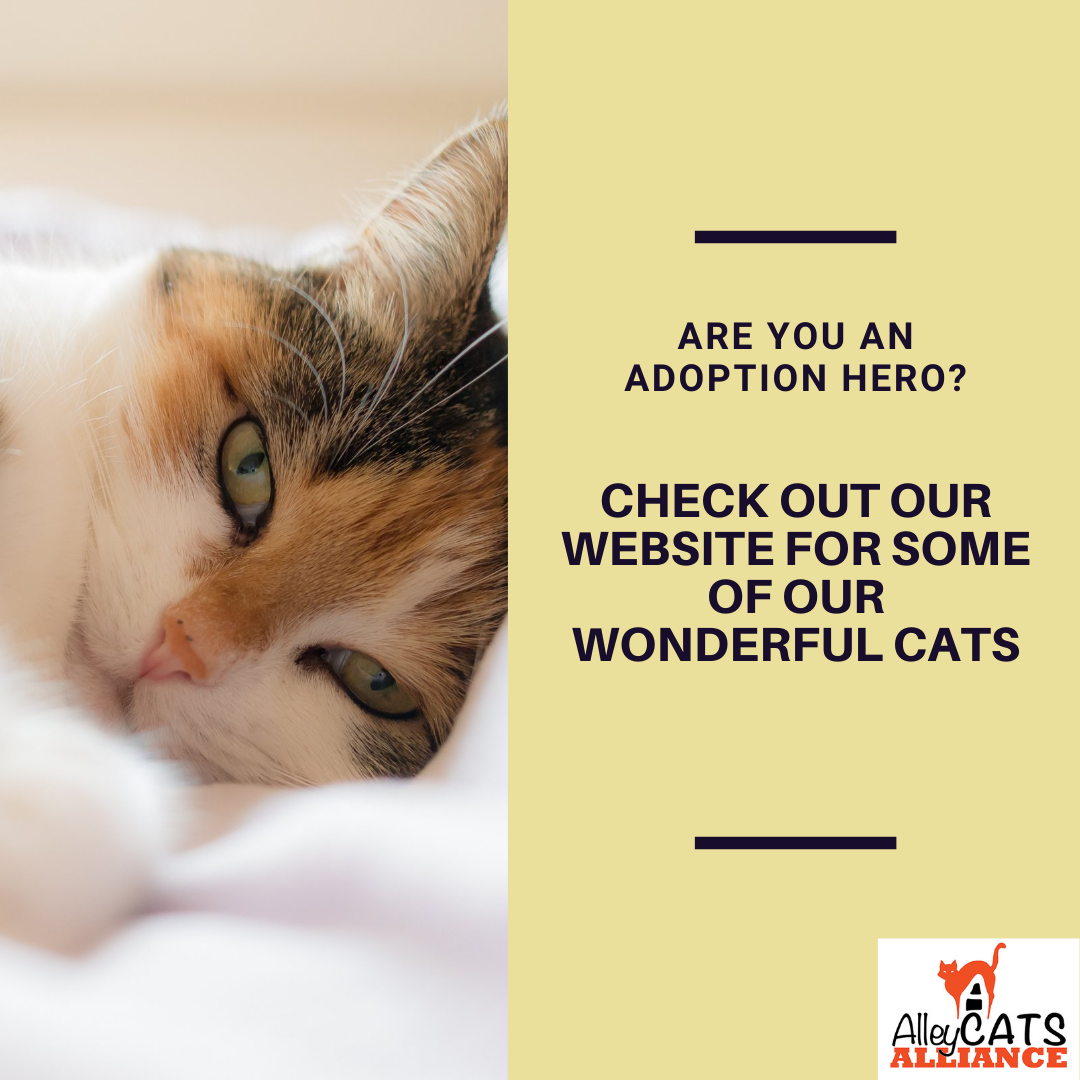 https://alleycatsalliance.org/adopt-a-cat/adult-cats-for-adoption/