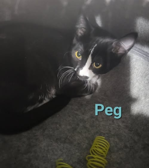 Black short-haired kitten with white down the side of its nose